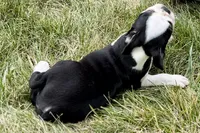 Libby, a female Boston Terrier for sale in Sturgis, MI – 9 of 10