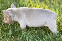 Babe, a female French Bulldog for sale in Sturgis, MI – 7 of 10