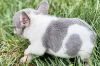 Jax, a male French Bulldog for sale in Sturgis, MI – 5 of 9