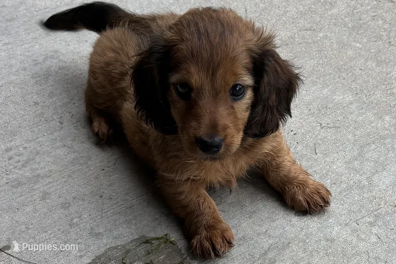 Moya  – Dachshund puppy for sale in Sturgis, MI