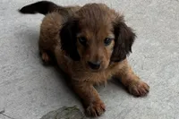 Moya , a female Dachshund for sale in Sturgis, MI – 1 of 7