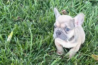 Naomi, a female French Bulldog for sale in Sturgis, MI – 5 of 7