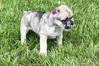 Sadie, a female French Bulldog for sale in Sturgis, MI – 2 of 10