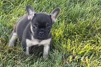 Coco, a female French Bulldog for sale in Sturgis, MI – 4 of 9