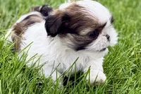 Velvet, a female Shih Tzu for sale in Sturgis, MI – 2 of 10