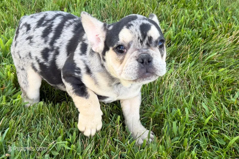 Abby – French Bulldog puppy for sale in Sturgis, MI