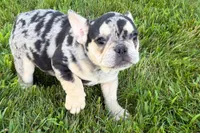 Abby, a female French Bulldog for sale in Sturgis, MI – 1 of 9