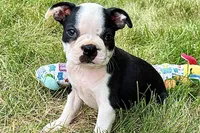 Nyla, a female Boston Terrier for sale in Sturgis, MI – 9 of 10
