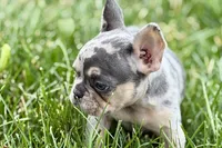 Koda, a male French Bulldog for sale in Sturgis, MI – 3 of 10