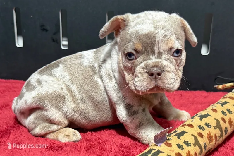 Lou – French Bulldog puppy for sale in Sturgis, MI