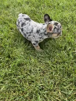 Frick, a male French Bulldog for sale in Sturgis, MI – 3 of 7