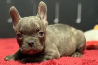 Dexter, a male French Bulldog for sale in Sturgis, MI – 5 of 10