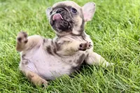 April, a female French Bulldog for sale in Sturgis, MI – 4 of 9