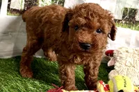 River, a male Poodle - Miniature  for sale in Sturgis, MI – Photo 2 of 10