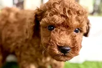 River, a male Poodle - Miniature  for sale in Sturgis, MI – Photo 5 of 10