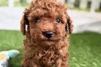 River, a male Poodle - Miniature  for sale in Sturgis, MI – Photo 1 of 10