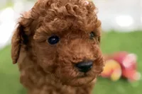 River, a male Poodle - Miniature  for sale in Sturgis, MI – Photo 7 of 10