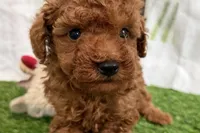 River, a male Poodle - Miniature  for sale in Sturgis, MI – Photo 10 of 10