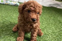 River, a male Poodle - Miniature  for sale in Sturgis, MI – Photo 3 of 10