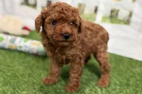 River, a male Poodle - Miniature  for sale in Sturgis, MI – Photo 9 of 10