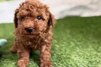 River, a male Poodle - Miniature  for sale in Sturgis, MI – Photo 6 of 10