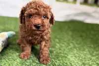 River, a male Poodle - Miniature  for sale in Sturgis, MI – Photo 8 of 10