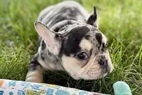 Abby, a female French Bulldog for sale in Sturgis, MI – 7 of 9