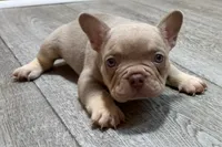 Prancer, a male French Bulldog for sale in Sturgis, MI – 4 of 9