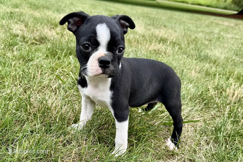 Lexi – Boston Terrier puppy for sale in Sturgis, MI