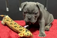 Lionel, a male French Bulldog for sale in Sturgis, MI – 2 of 10
