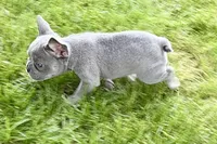 Twila, a female French Bulldog for sale in Sturgis, MI – 2 of 9