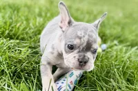 Tucker, a male French Bulldog for sale in Sturgis, MI – 10 of 10