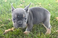 Noah, a male French Bulldog for sale in Sturgis, MI – 8 of 10