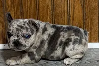 Quinn, a female French Bulldog for sale in Sturgis, MI – 6 of 10