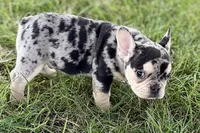 Abby, a female French Bulldog for sale in Sturgis, MI – 8 of 9