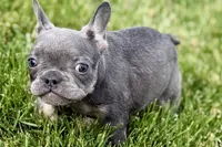 Emmy, a female French Bulldog for sale in Sturgis, MI – 5 of 8