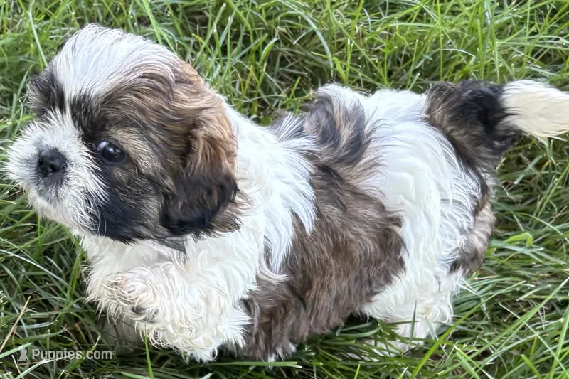 Iron – Shih Tzu puppy for sale in Sturgis, MI