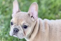 Flutter, a female French Bulldog for sale in Sturgis, MI – 10 of 10