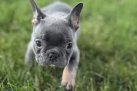 Ford, a male French Bulldog for sale in Sturgis, MI – 8 of 8