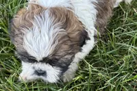 Iron, a male Shih Tzu for sale in Sturgis, MI – 3 of 6