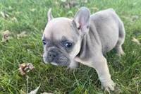 Nelly, a female French Bulldog for sale in Sturgis, MI – 10 of 10