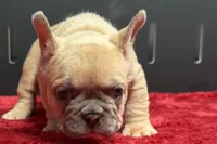 Wesley , a male French Bulldog for sale in Sturgis, MI – 2 of 9