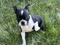 Daisy, a female Boston Terrier for sale in Sturgis, MI – 5 of 8