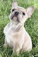 Flutter, a female French Bulldog for sale in Sturgis, MI – 6 of 10