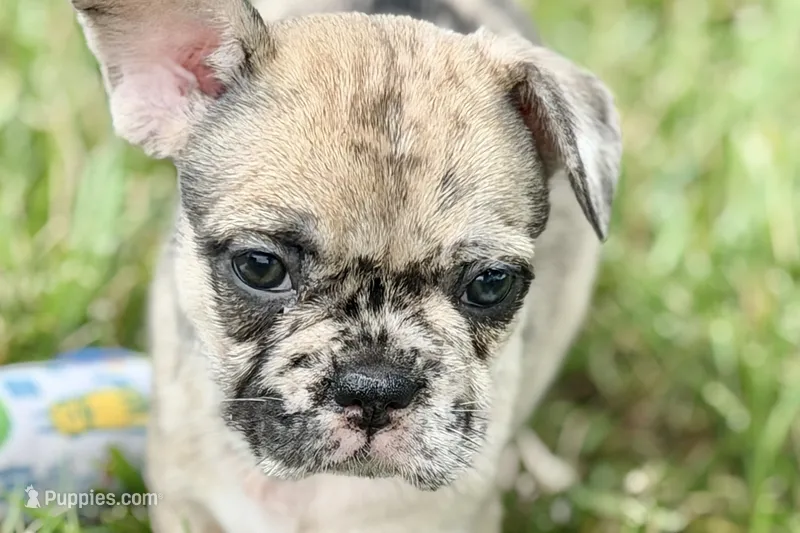 Sadie – French Bulldog puppy for sale in Sturgis, MI