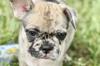 Sadie, a female French Bulldog for sale in Sturgis, MI – 1 of 10