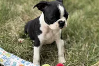 Nessa , a female Boston Terrier for sale in Sturgis, MI – 2 of 9