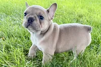 Flutter, a female French Bulldog for sale in Sturgis, MI – 9 of 10