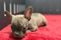 Dexter, a male French Bulldog for sale in Sturgis, MI – 4 of 10