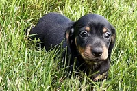 Winston, a male Dachshund for sale in Sturgis, MI – 8 of 10